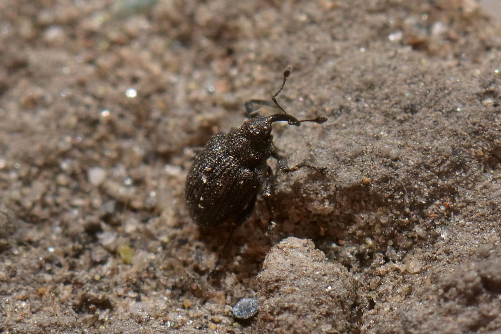 Curculionidae:  Ceutorhynchus contractus